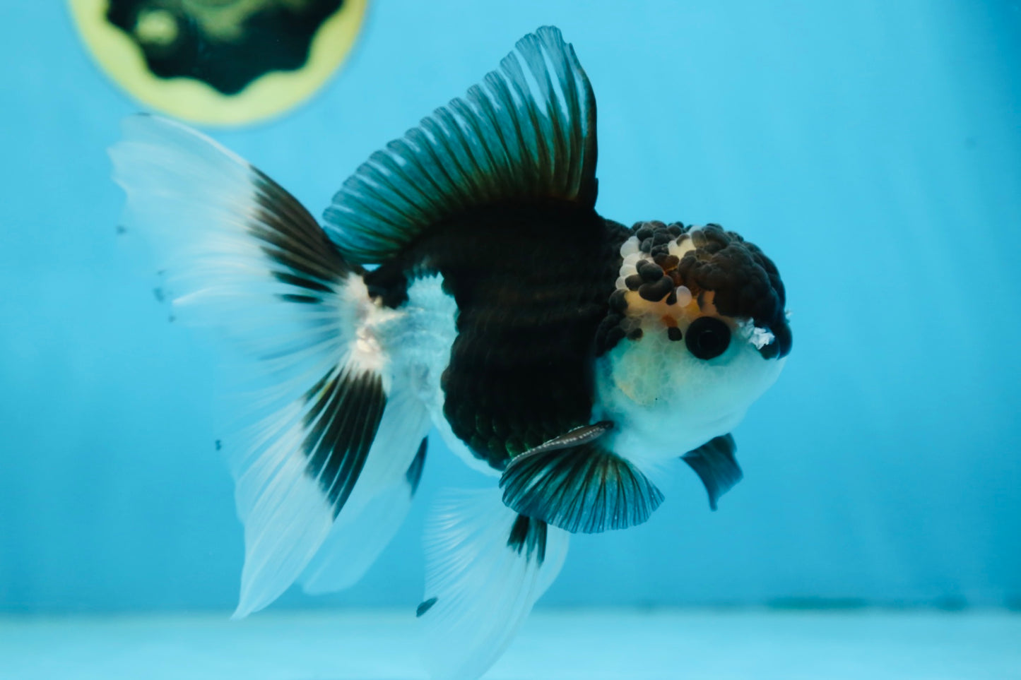 CHONKY Panda Oranda Male 5.5 inches #091225OR_24