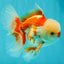 A Grade Red White Oranda Male 5.5 inches #071726OR_30