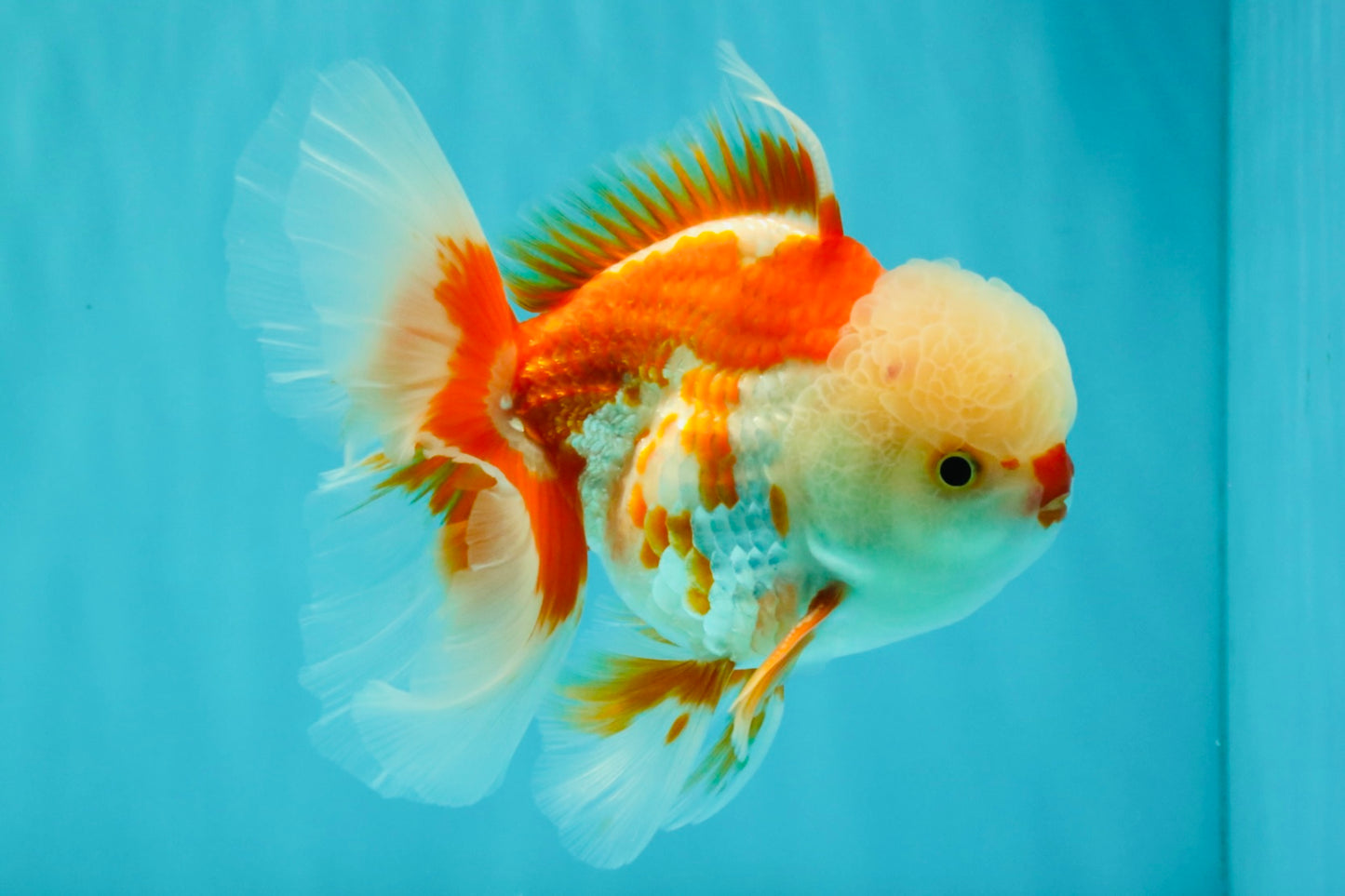 A Grade Red White Oranda Male 5.5 inches #071726OR_30