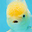 White Oranda Male 5.5 inches #052325OR_04