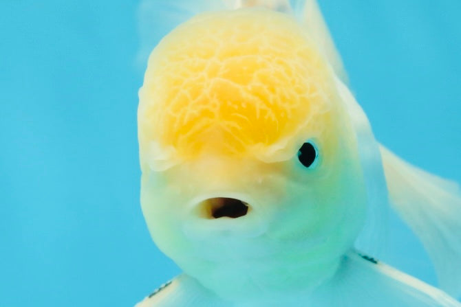 White Oranda Male 5.5 inches #052325OR_04