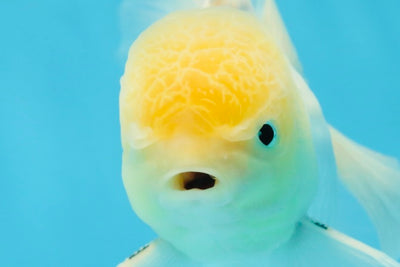 White Oranda Male 5.5 inches #052325OR_04