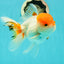 A Grade Chubby Tricolor Red Head Oranda Male 4.5-5 inches #1018OR_21