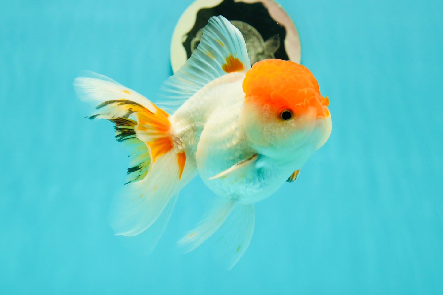 A Grade Chubby Tricolor Red Head Oranda Male 4.5-5 inches #1018OR_21