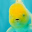A Grade White Oranda Male 5.5-6 inches #100926OR_18