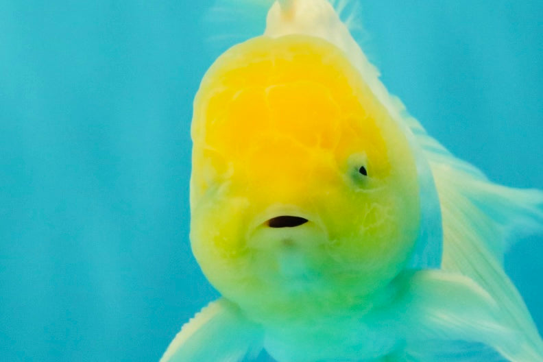 A Grade White Oranda Male 5.5-6 inches #100926OR_18