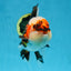 AAA Grade CHUBBY CHEEK Tricolor Oranda Male 5.5  inches #082225OR_12