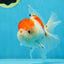 AAA Grade PUPPY Sakura Oranda Male 5 inches #062025OR_14