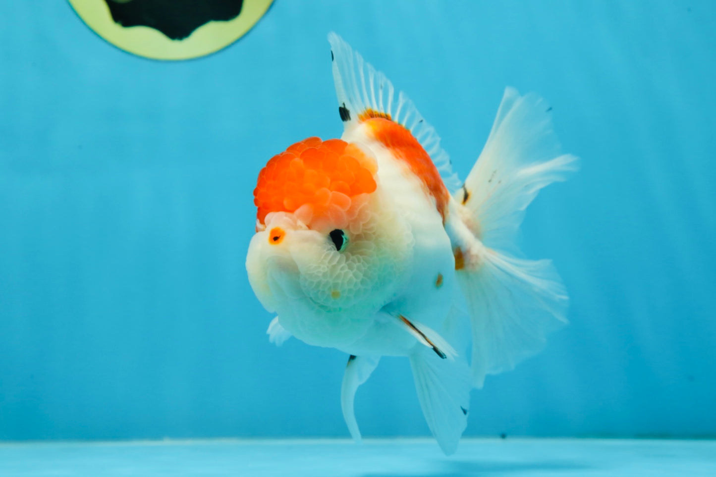 AAA Grade PUPPY Sakura Oranda Male 5 inches #062025OR_14