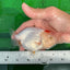 Cutie Lite TANCHO Red White Lionchu Male 4-4.5 inches #0531LC_07