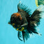 CHONKY A Grade Kirin Oranda Male 6.5-7 inches #071026OR_34