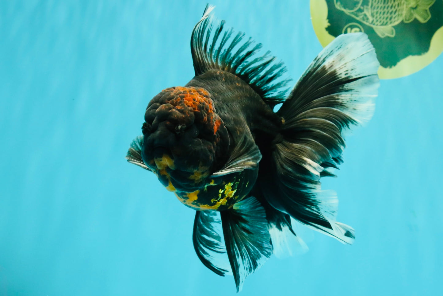 CHONKY A Grade Kirin Oranda Male 6.5-7 inches #071026OR_34