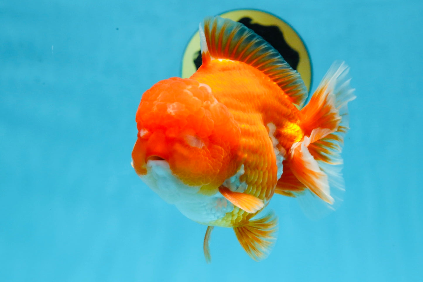 SHOW GRADE Godzilla Red White Yuanbao Male 5-5.5 inches #101725YB_999