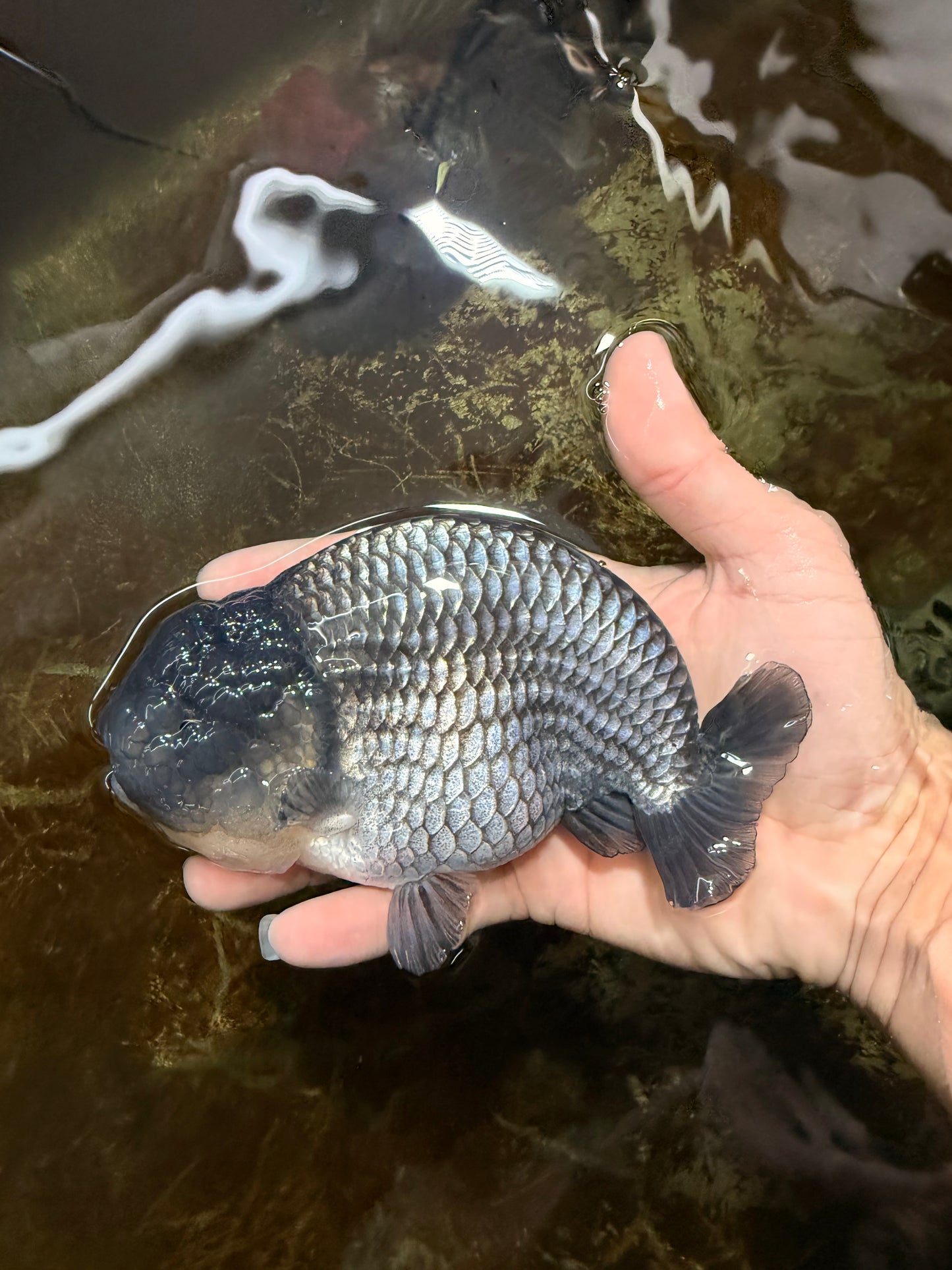 FLUFFY WEN A Grade Black Blue LionKing 5.5 inches #110725LC_16