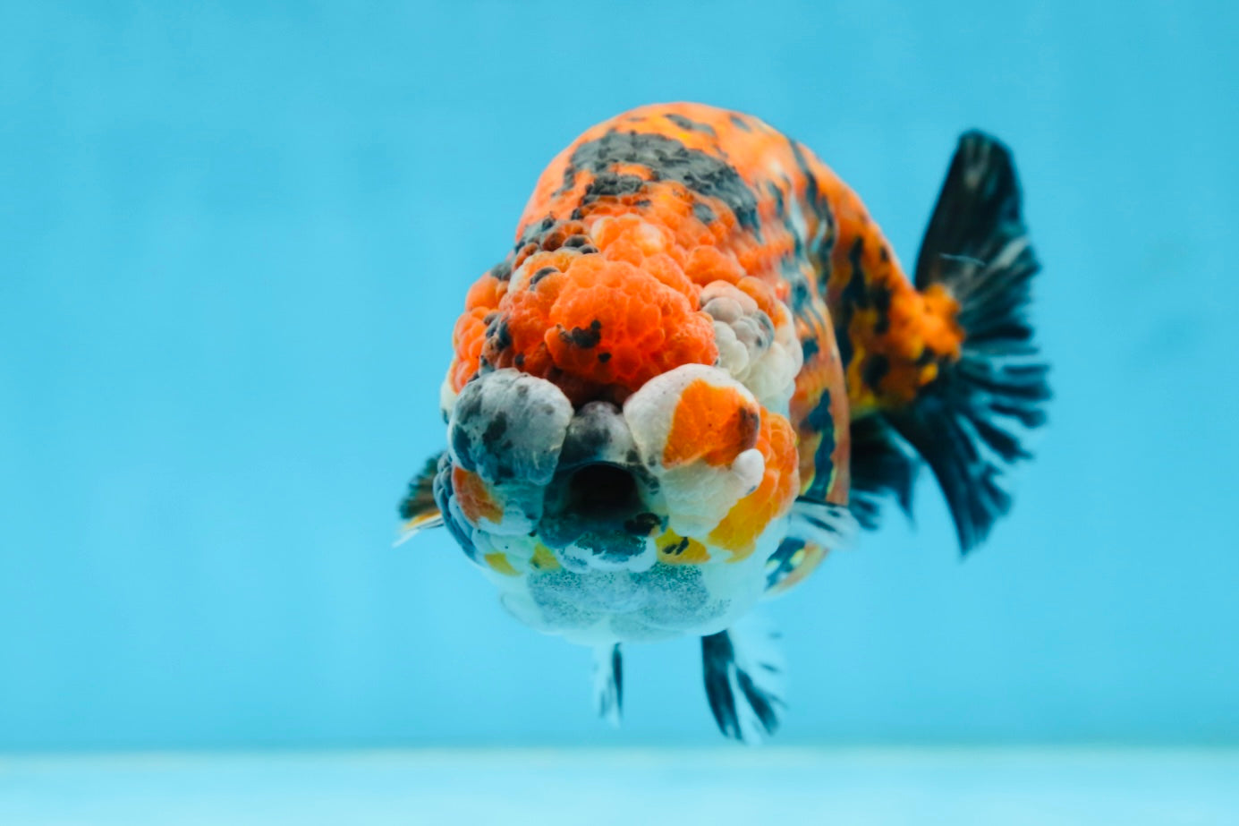 RARE AAA Grade Special Tricolor Tiger LionQueen 5.5 inches #082225LC_01