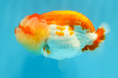 FLUFFY WEN AAA Grade Red White LionQueen 4-4.5 inches #022026LC_14