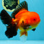 AAA Grade Godzilla Apache Oranda Male 5.5 inches #052325OR_01
