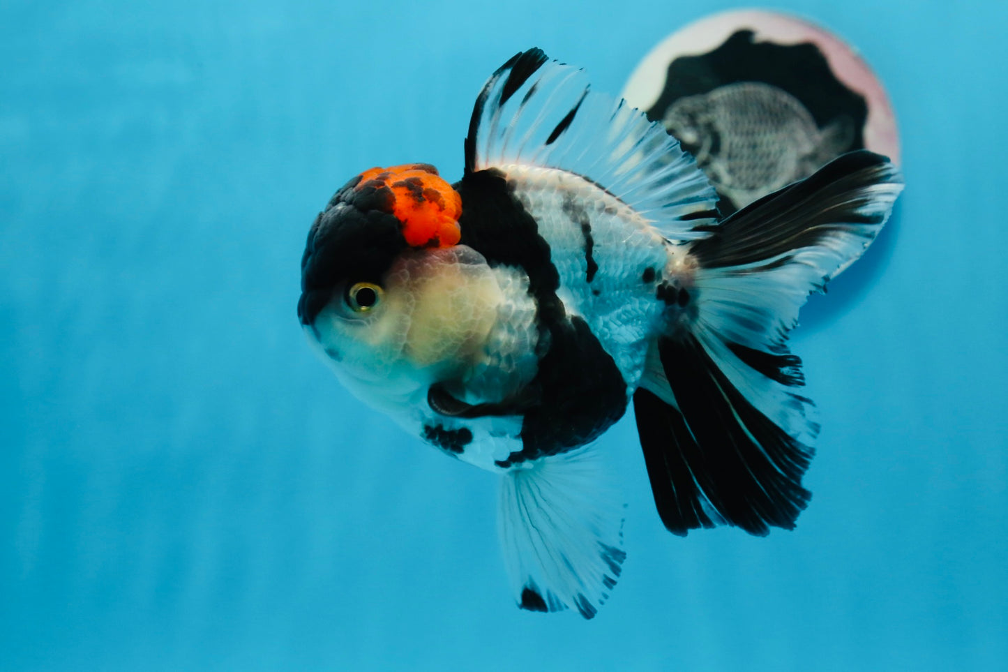 AAA Grade Tricolor Oranda Male 5 inches #0830OR_11