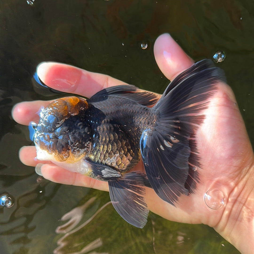 AAA Grade Red Hair Tricolor Oranda Male 4.5-5 inches #0922OR_19