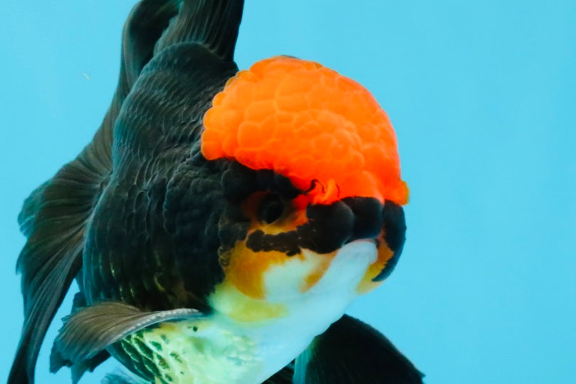 MUSTACHE A Grade Tricolor Oranda Male 5-5.5 inches #032726OR_11