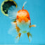 A Grade Jade Head Red White Oranda Female 6 inches #091225OR_13