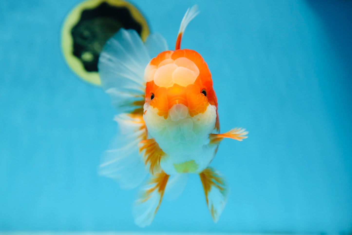 A Grade Jade Head Red White Oranda Female 6 inches #091225OR_13