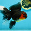 A Grade Tricolor Lava Head Oranda Male 5.5 inches #120624OR_04