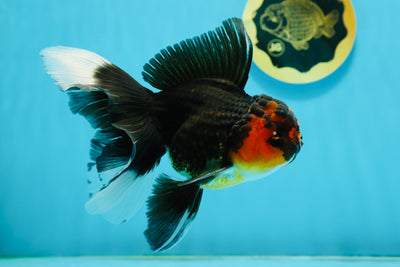 A Grade Tricolor Lava Head Oranda Male 5.5 inches #120624OR_04