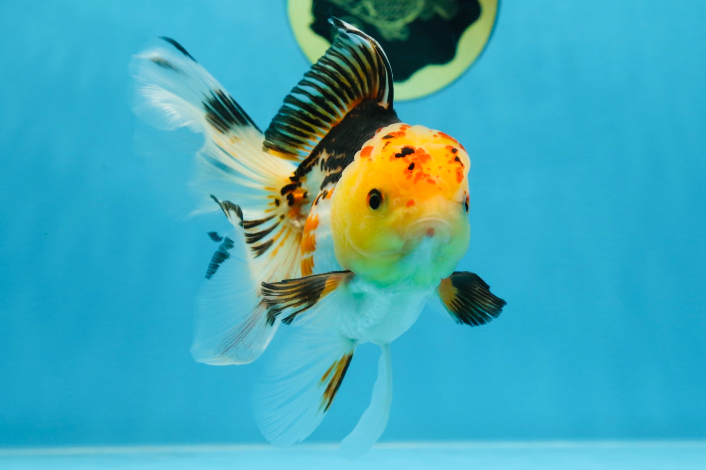 A Grade UNIQUE Tricolor Oranda Male 5.5 inches #072525OR_08