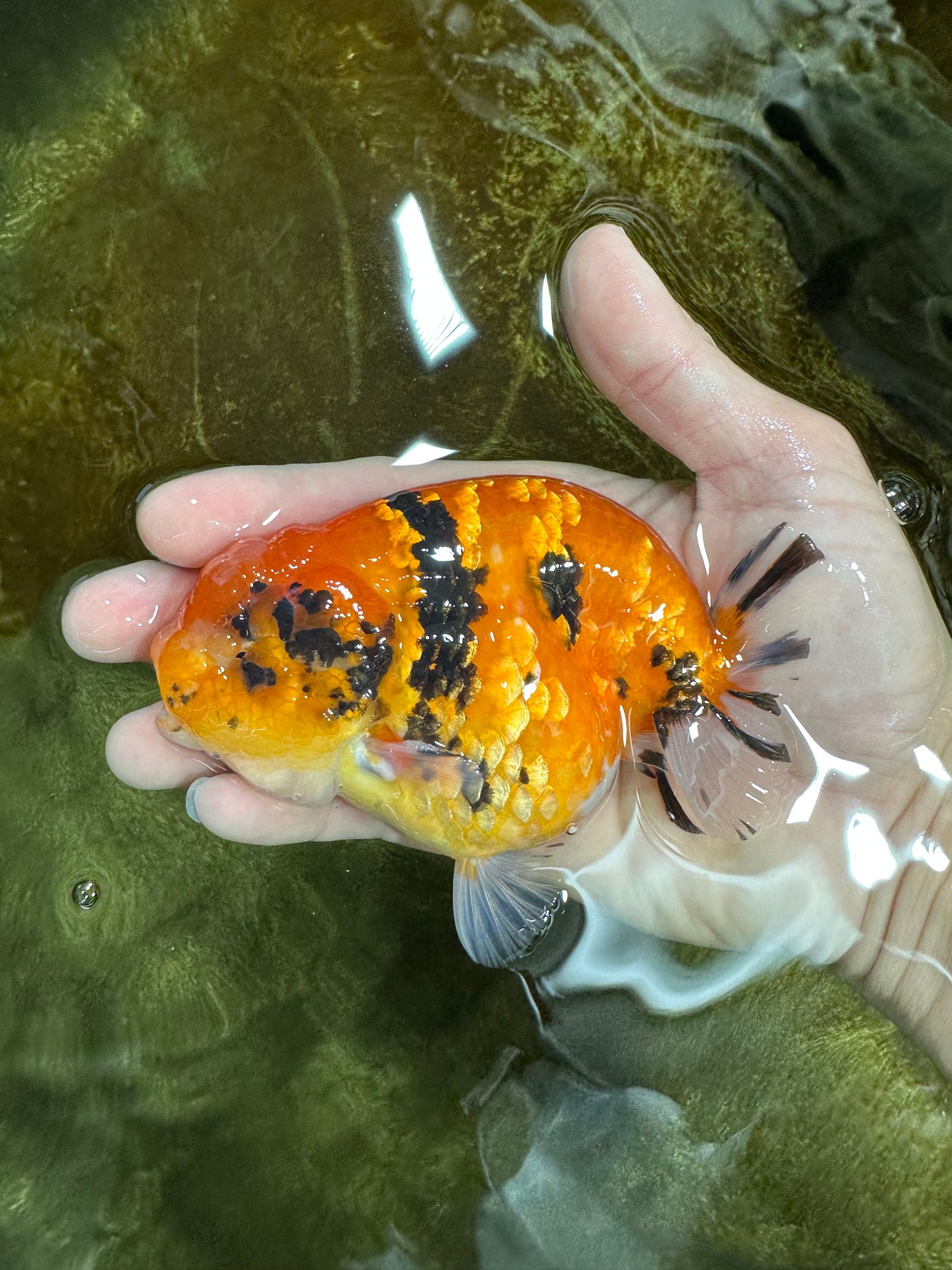 AAA Grade Tiger LionKing 4.5 inches #060625LC_04