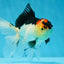 A Grade Angry Bird Tricolor Oranda Male 4.5-5 inches #053025OR_14