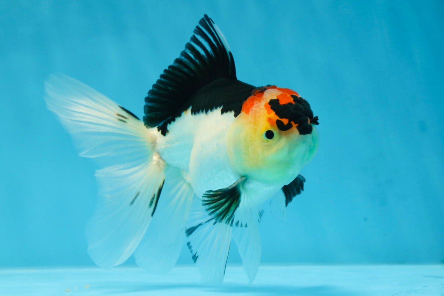 A Grade Angry Bird Tricolor Oranda Male 4.5-5 inches #053025OR_14