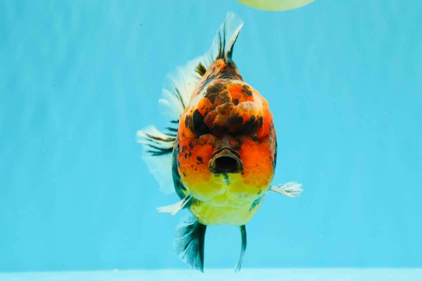 AAA Grade Godzilla Tiger Yuanbao Male 5.5-6 inches #031326YB_19