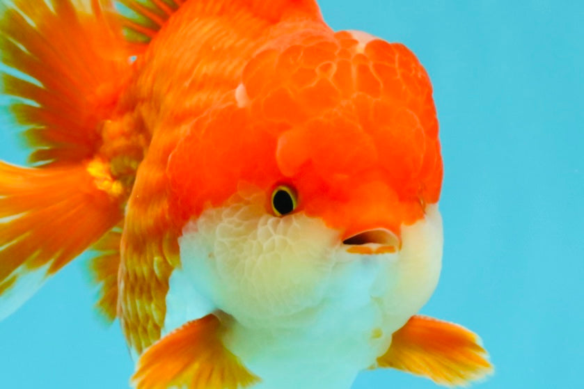 CHONKY AAA Grade Godzilla Red White Yuanbao Male 5.5-6 inches #031326YB_22