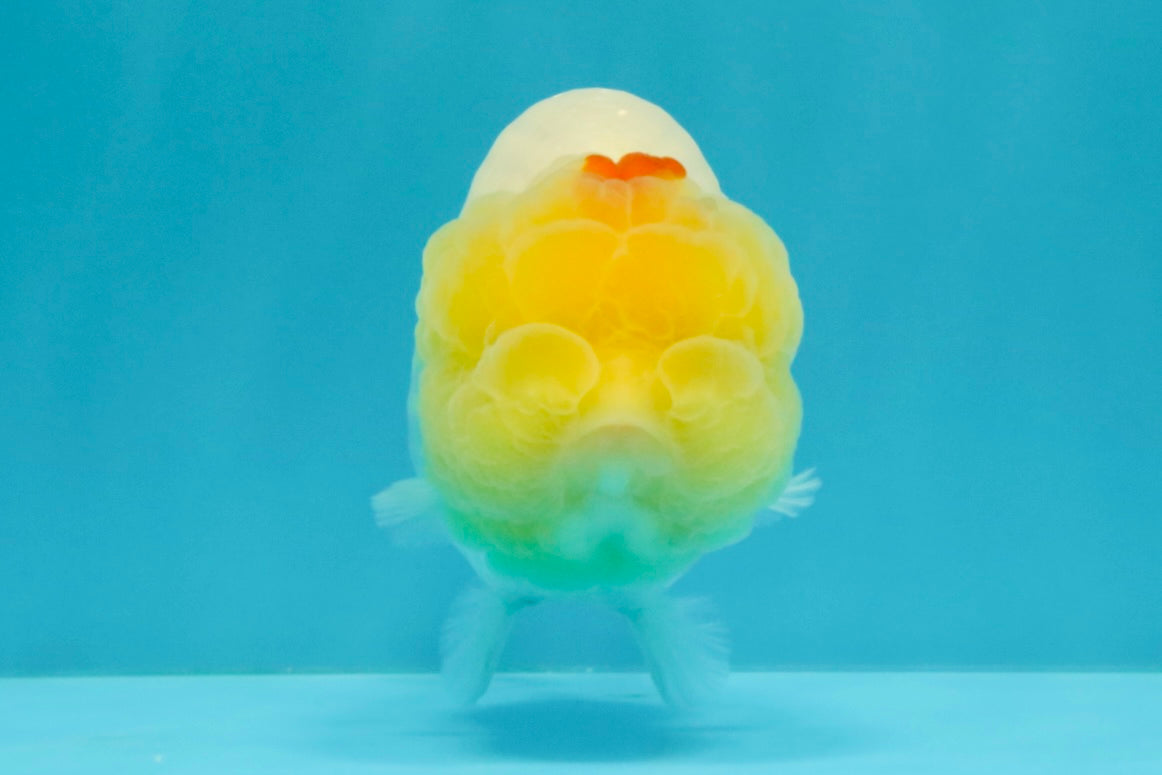 A Grade Red White LionQueen 4.5 inches #031326LC_07