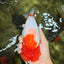 BIG WEN A Grade Red Head Red White Buffalo Ranchu Female 6 inches #101626RC_23