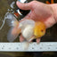 A Grade LIPSTICK Lemonhead Oranda Male 5-5.5  inches #082225OR_17