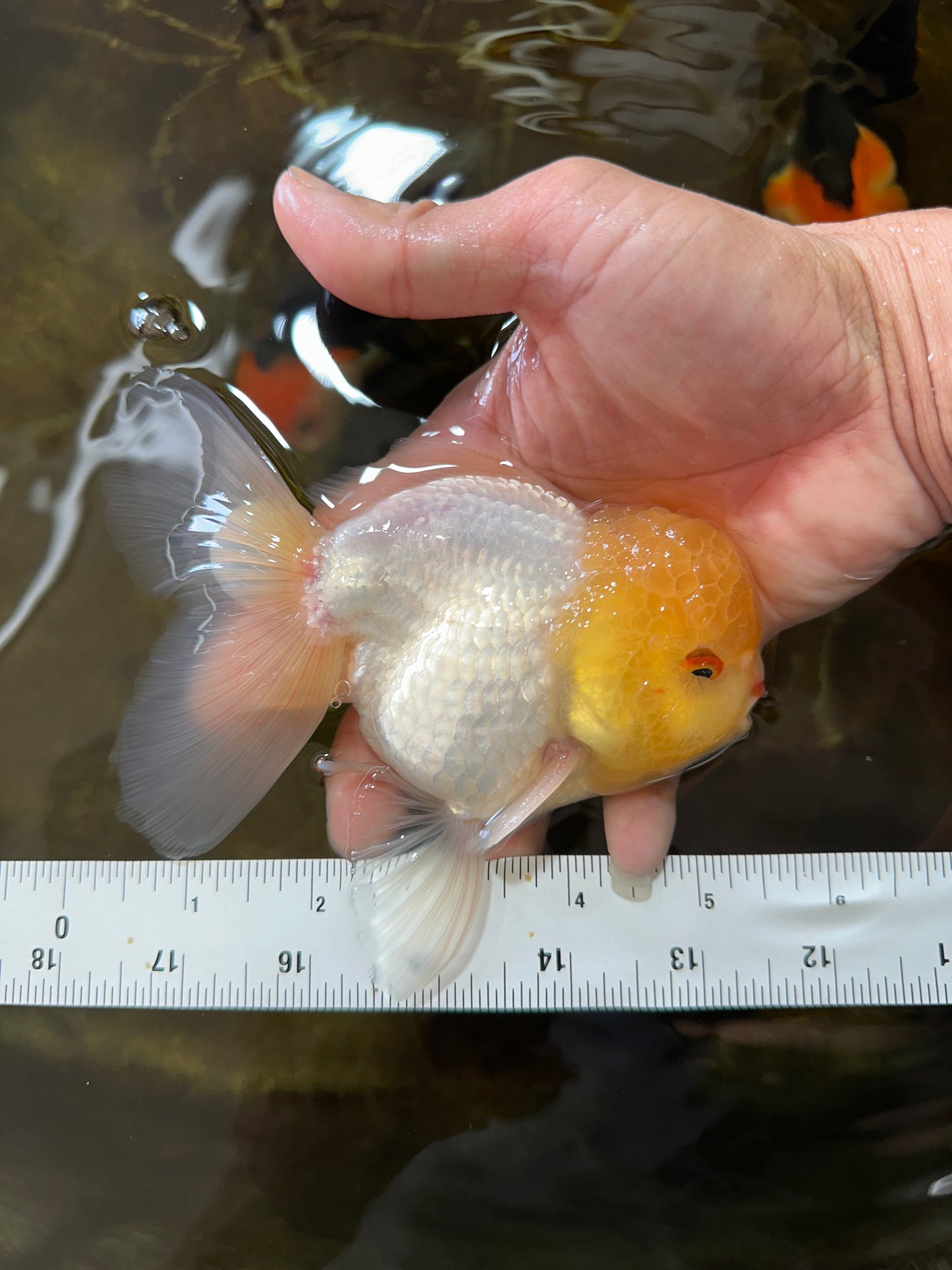 A Grade LIPSTICK Lemonhead Oranda Male 5-5.5  inches #082225OR_17