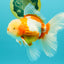 A Grade Lipstick Red White Oranda Male 6 inches #100926OR_17