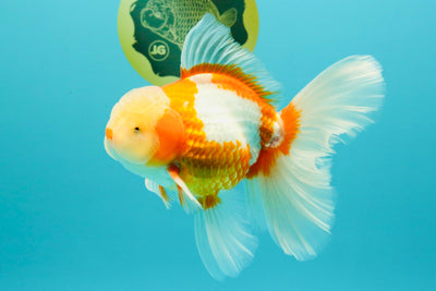 A Grade Lipstick Red White Oranda Male 6 inches #100926OR_17