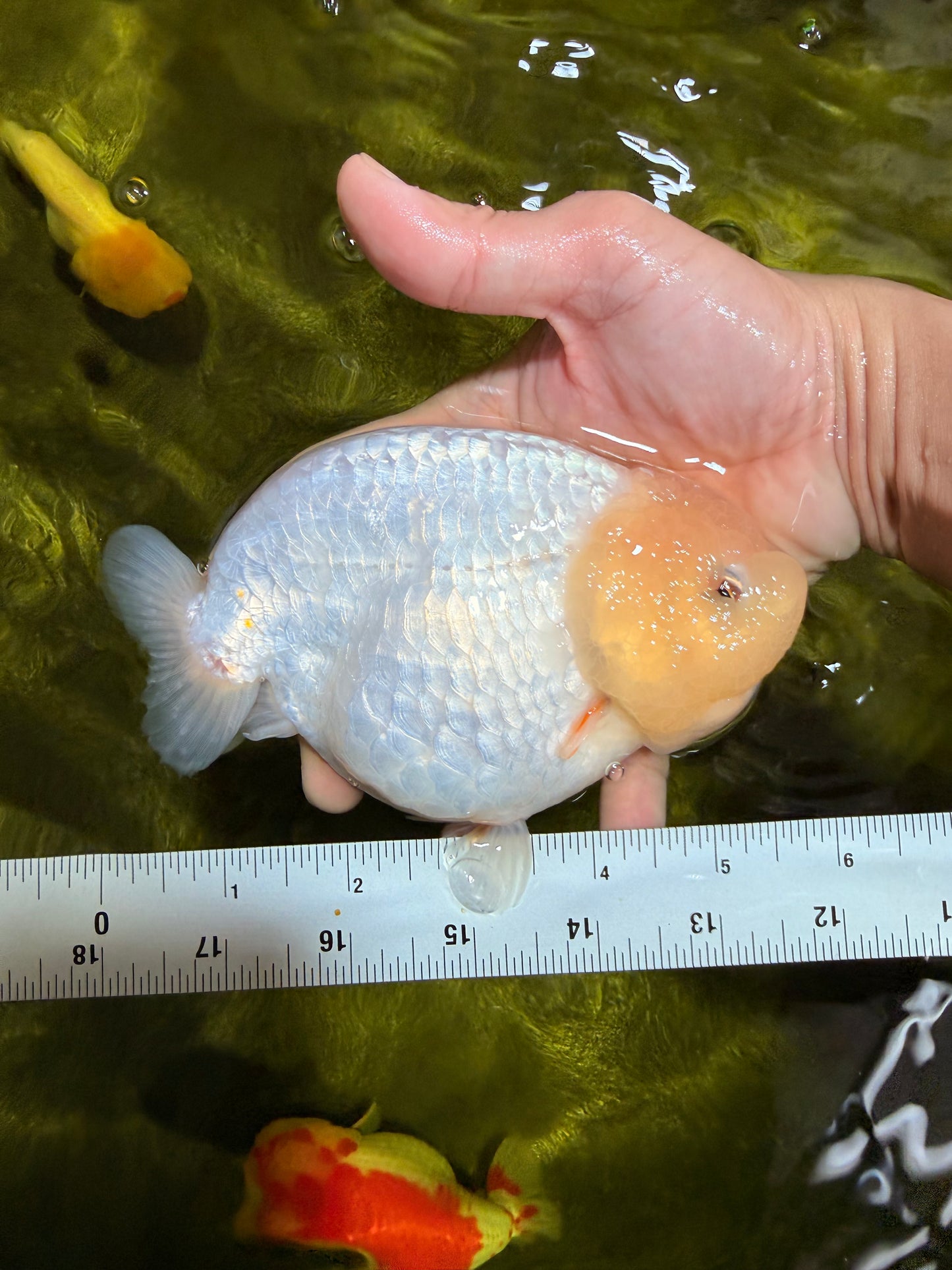 A Grade White Sakura Chinese Ranchu Female 5.5-6 inches #022026RC_21