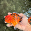 A Grade Tiger Yuanbao Male 5-5.5 inches #080726YB_25