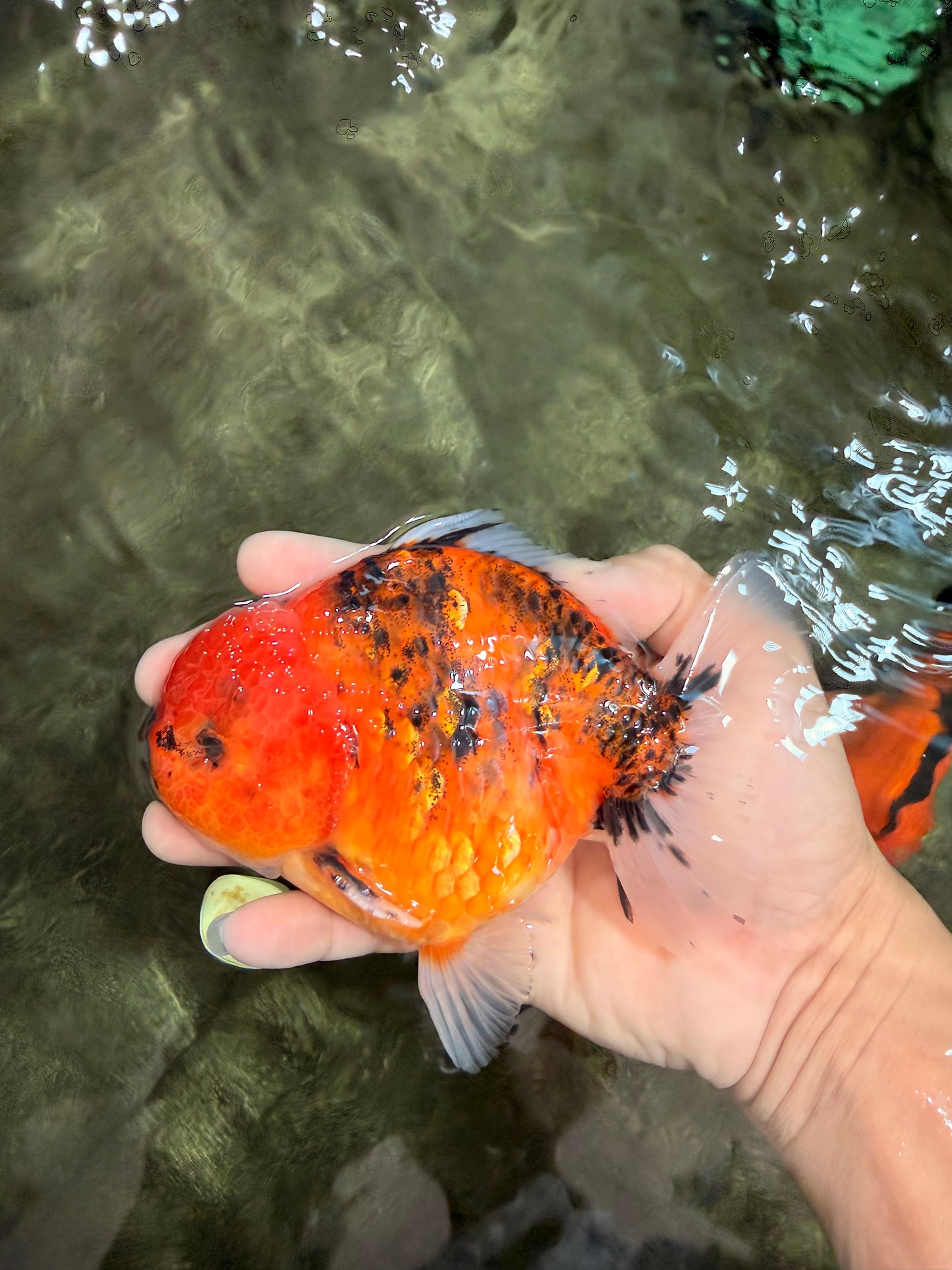 A Grade Tiger Yuanbao Male 5-5.5 inches #080726YB_25
