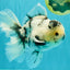 A Grade Two Face Marble Oranda Male 6-6.5 inches #072426OR_11