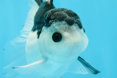 A Grade Nugget SO CUTE Panda Button Eyes Oranda Male 4.5 inches #010325OR_15