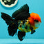 A Grade Red Head Tricolor Oranda Male 5 inches #110824OR_15