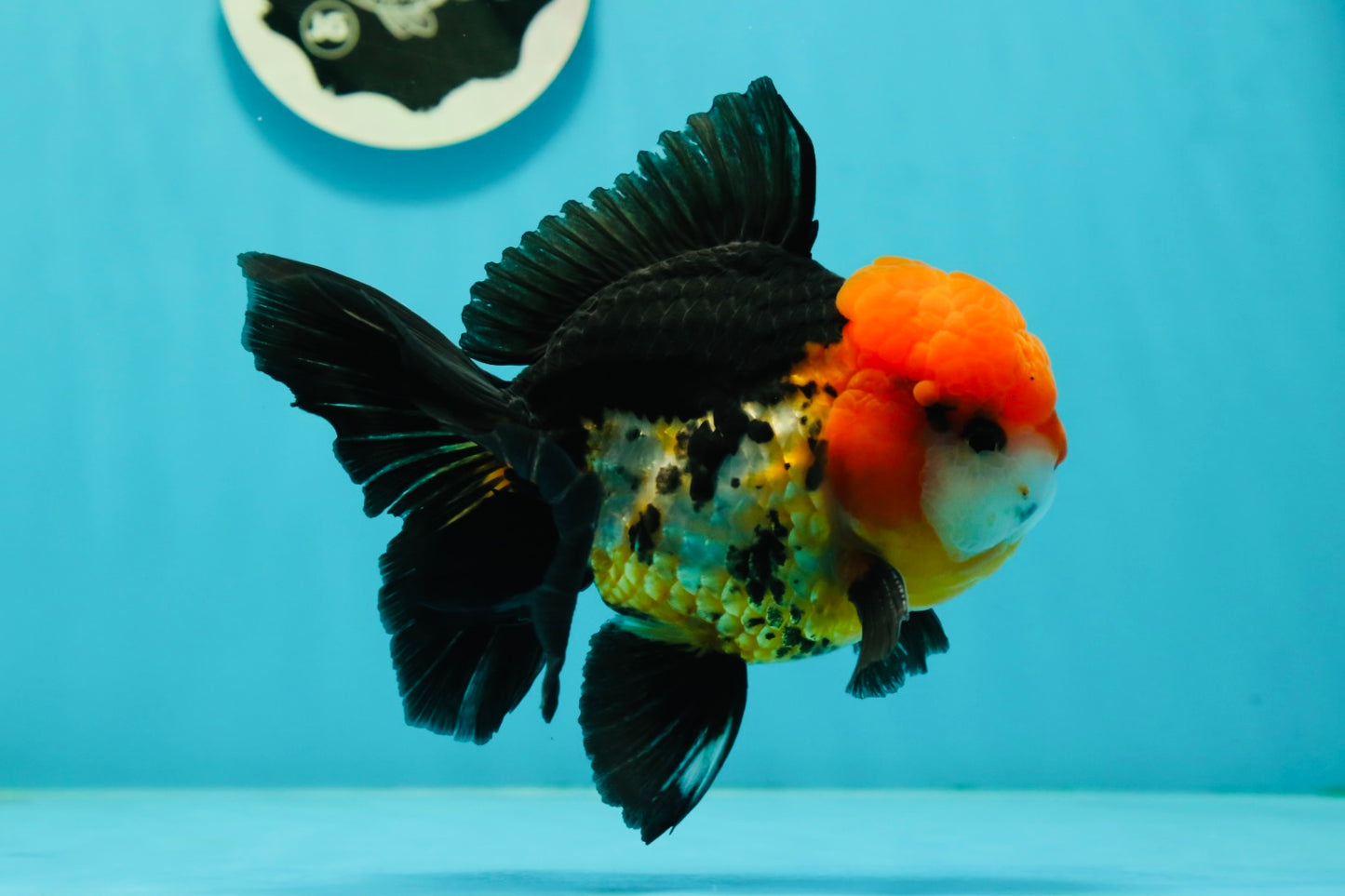 A Grade Red Head Tricolor Oranda Male 5 inches #110824OR_15