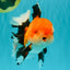 BULLDOG AAA Grade Tricolor Oranda Male 5.5-6 inches #071026OR_30