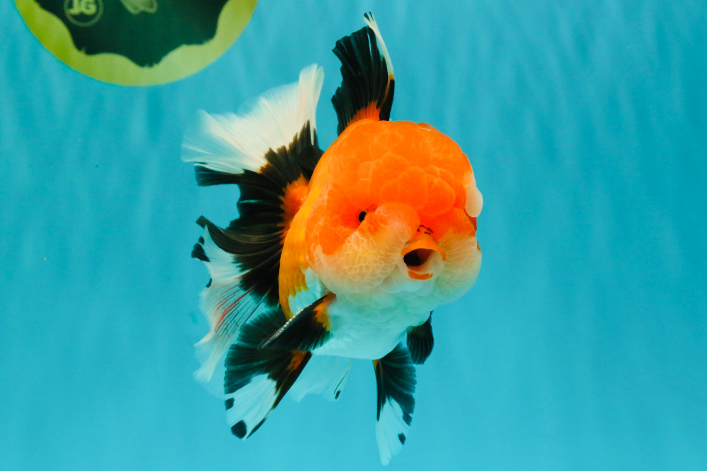BULLDOG AAA Grade Tricolor Oranda Male 5.5-6 inches #071026OR_30
