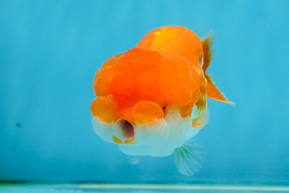 CHEEKY Red White LionChu Female 3.5-4 inches #120525LC_18